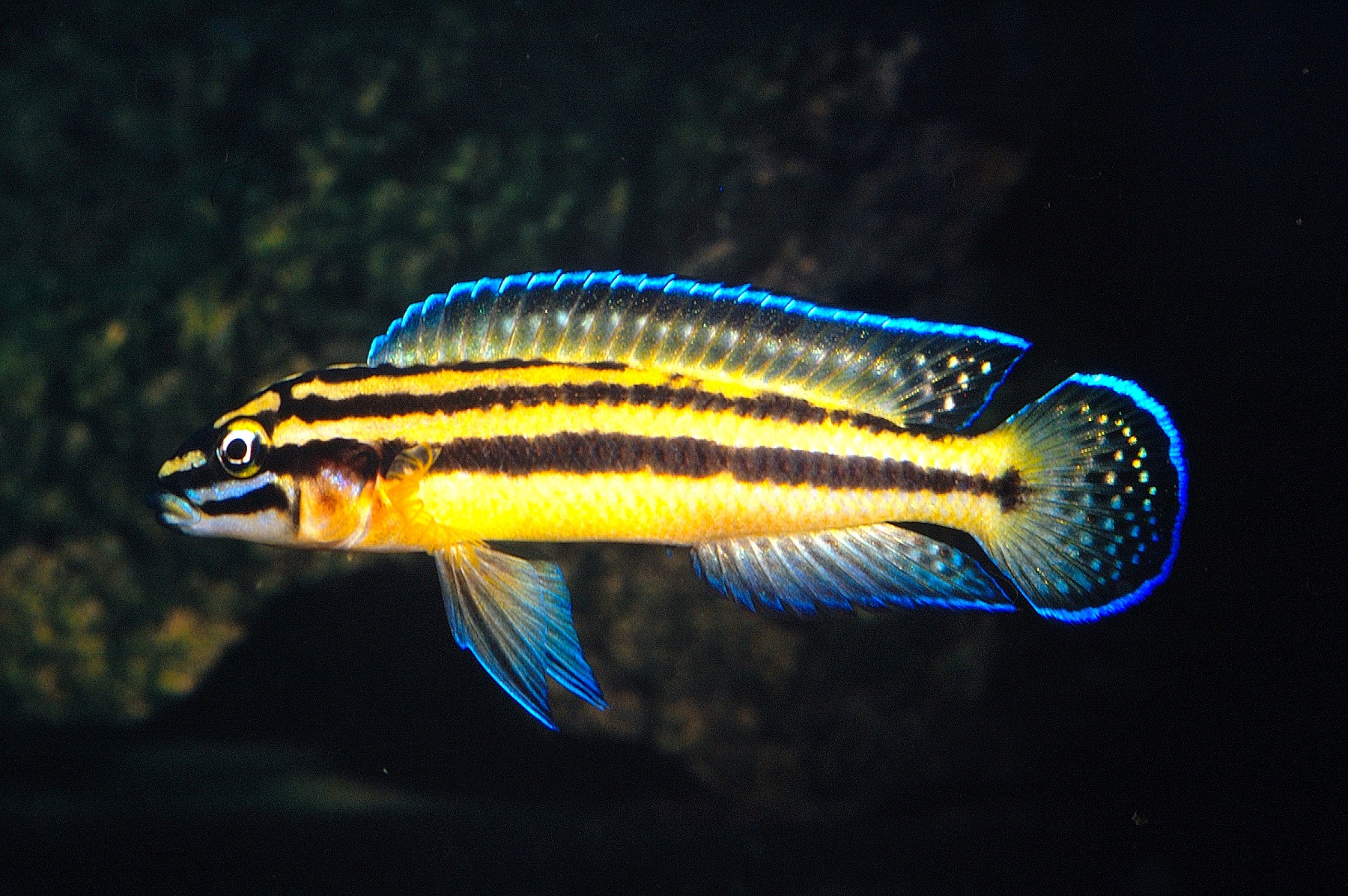 julidochromis dickfeldi