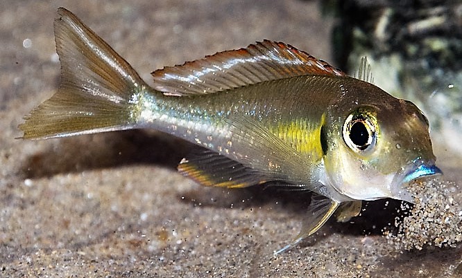 Callochromis Pleurospilus Kigoma Flame | Bluechip Aquatics