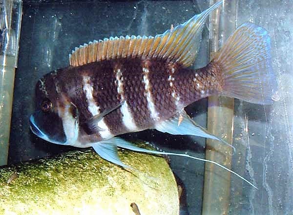 7 stripe frontosa