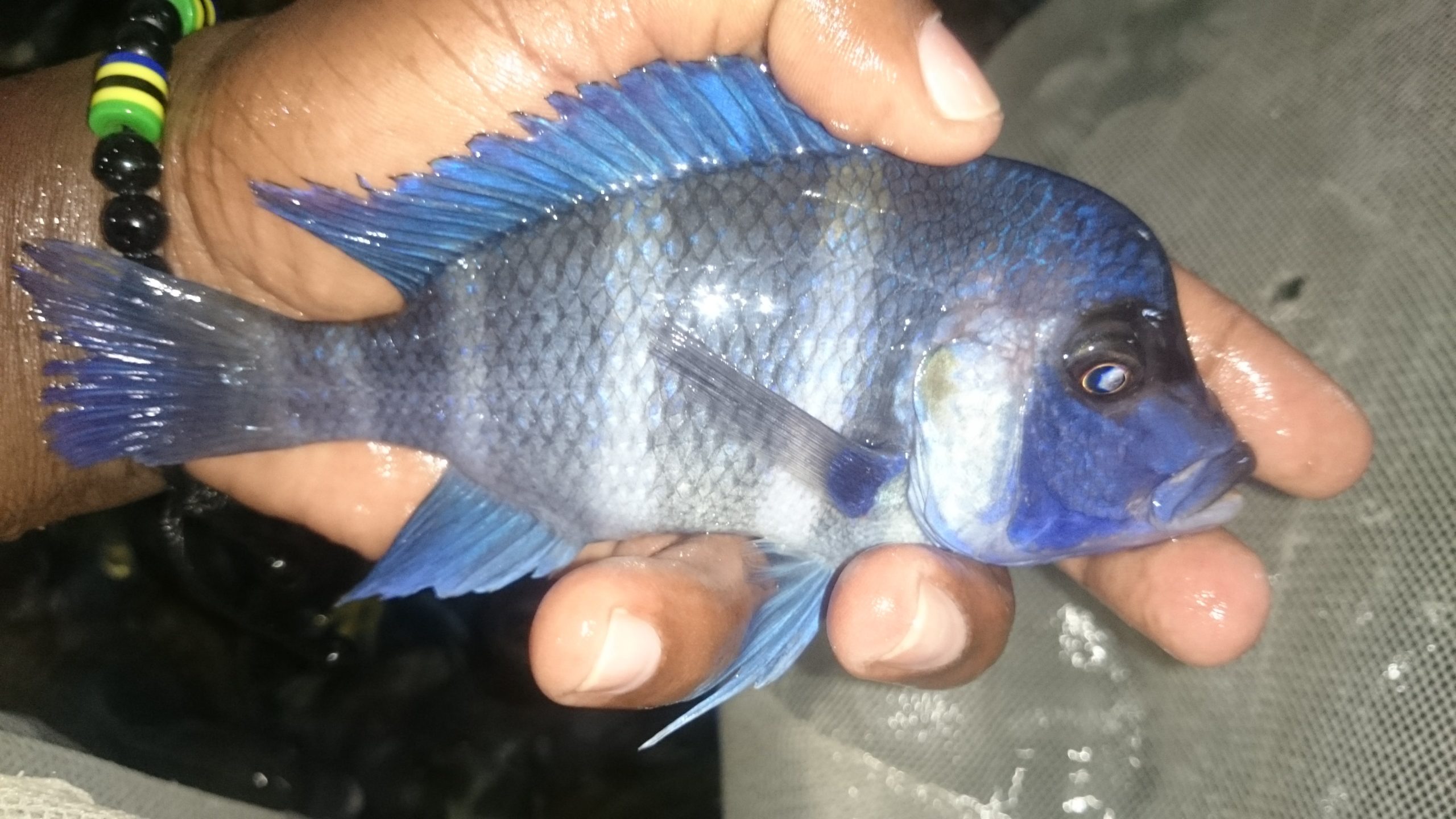 Cyphotilapia Frontosa Mpimbwe | Bluechip Aquatics